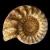 Ammonite fossile 1