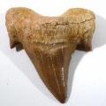 Dent de requin du maroc fossile de collection 1