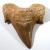 Dent de requin du maroc fossile de collection 1